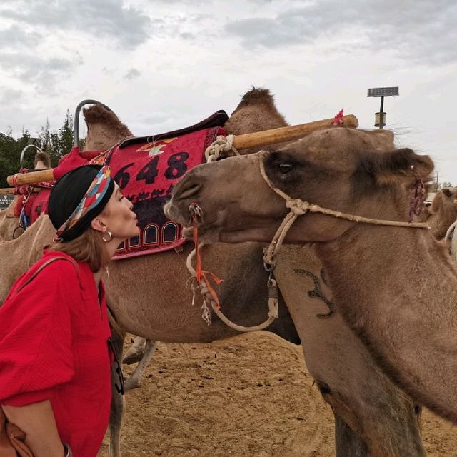 Camel ride in the desert