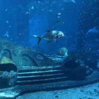 The amazing Atlantis Sanya!