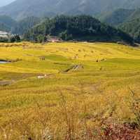 Golden Rice Terraces Oujia Village, Taibao Town, Lianshan, Yao Autonomous County, Qingyuan