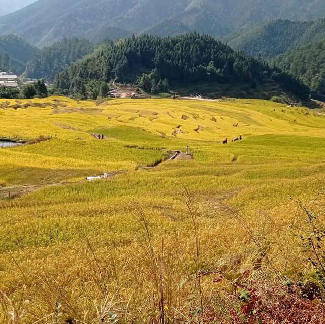 Golden Rice Terraces Oujia Village, Taibao Town, Lianshan, Yao Autonomous County, Qingyuan