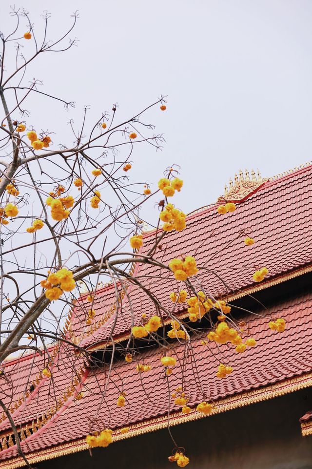 Laos, the lost paradise of Southeast Asia, has beautiful scenery everywhere in the Golden Triangle.