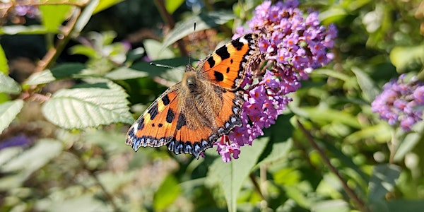 Butterflies and Bugs for 5 to 10 year olds | Water of Leith Conservation Trust and Visitor Centre