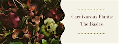 Carnivorous Plants: the Basics | Enchanted Alchemy