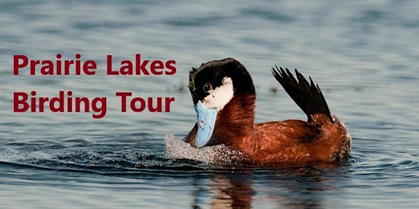 Prairie Lakes Birdwatching Tour | Wild Birds Unlimited