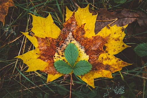 Nature and Craft Workshop for 4 - 10 year olds | Rock & Rose Rituals & Conkers Earth School