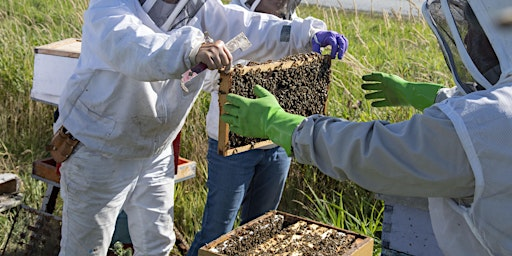 Hands-in-the-Hives Beekeeping & Mentorship Series - Beginner Beekeepers | Urban Bee Educational Apiary