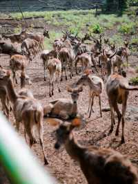 Visit Ragunan Zoo