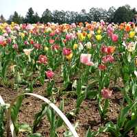 〜芝桜の丘・見晴らしの丘〜【羊山公園】