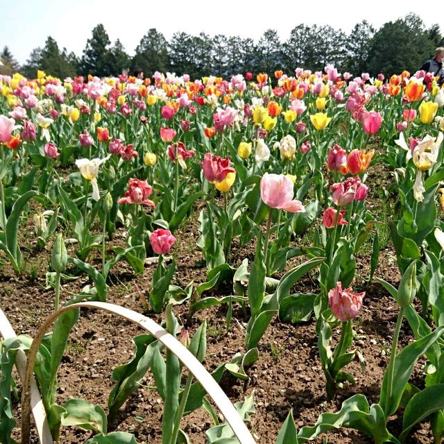 〜芝桜の丘・見晴らしの丘〜【羊山公園】