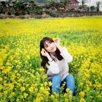 [Voyage8.] 🌼제주도에서 유채꽃놀이 하기~🌼