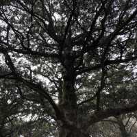 [제주도 여행] 산림욕 추천장소, 사려니숲길&비자림🌳