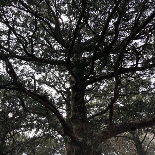 [제주도 여행] 산림욕 추천장소, 사려니숲길&비자림🌳