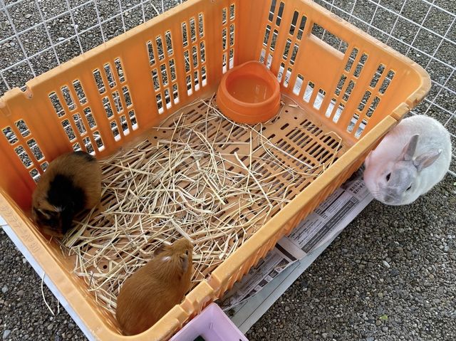岐阜県🐏🐔💓【移動動物園　プチZOO】