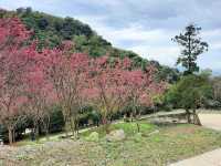 【桃園】復興景點-悠然秘境小屋賞櫻