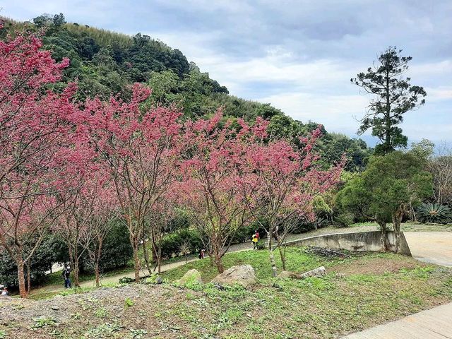 【桃園】復興景點-悠然秘境小屋賞櫻