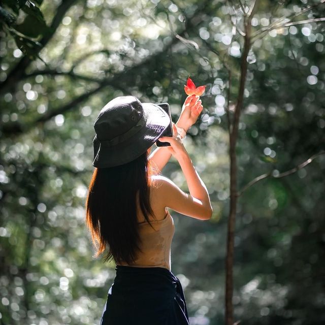 🌲 ภูกระดึง ในวันที่มีพายุ 