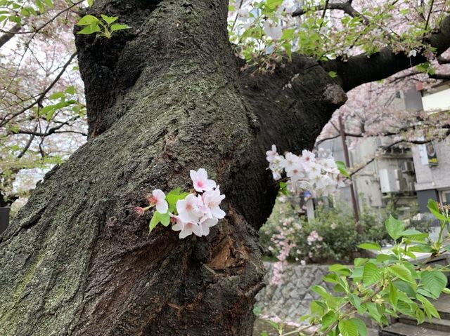 京都　KYOTO SAKURAめぐり！四条通りから南座まで散策してみた！