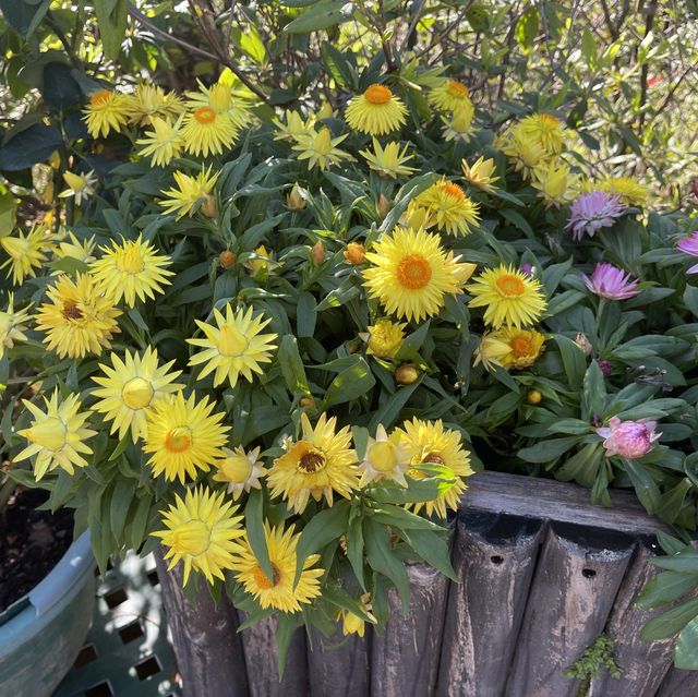 超靚秘密賞櫻花園