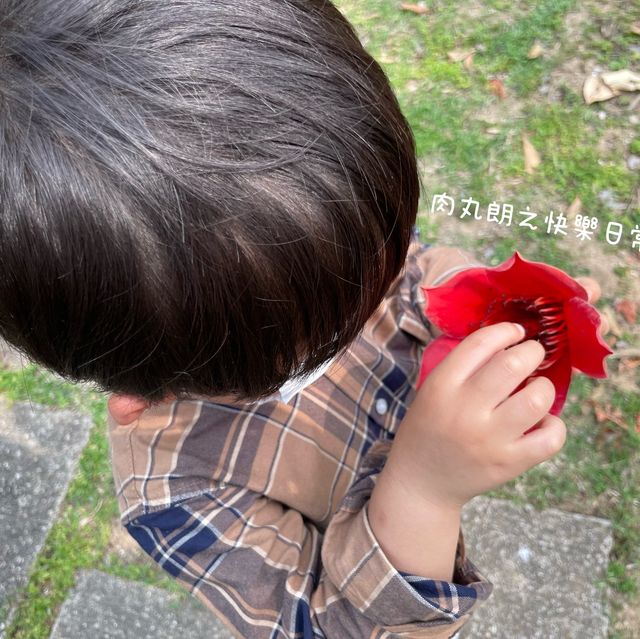 【假子親子遊】春天篇地木棉花～