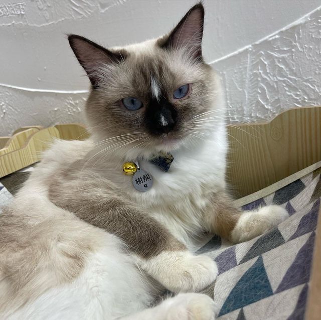 🐱 萌爆喵星人伴你渡過週末