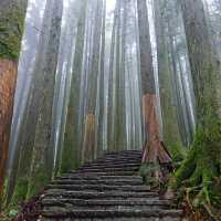 Riding the historical Alishan Forest Railway 