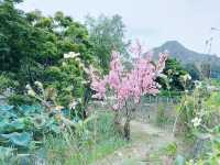 信芯園賞花好去處