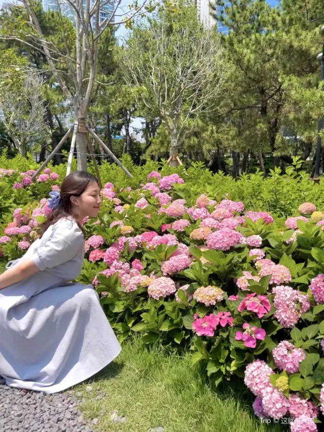 해운대와 같이 보는 수국 💕