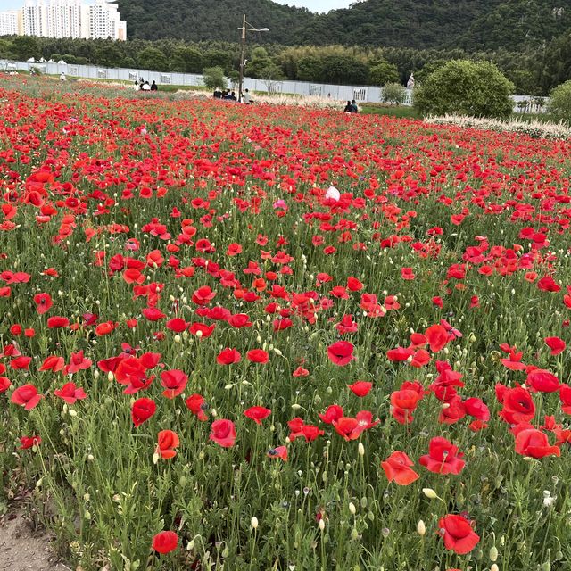 산책하기 좋은 태화강국가정원👍