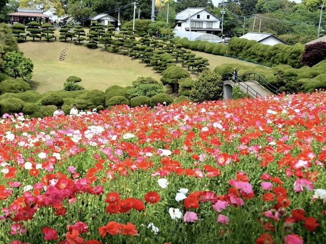 Nokonoshima Island Park