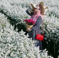 สวนดอกไม้ลุงรน เชียงใหม่