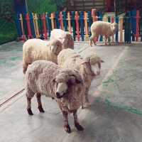 Animal🐑🐇 Feeding 🌈 Garden