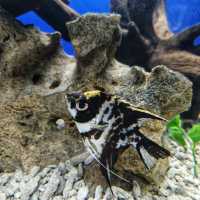 Aquarium Phuket