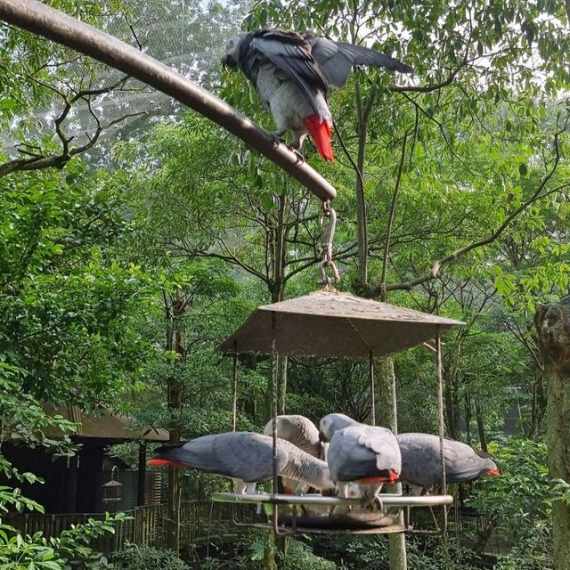 Jurong Bird Park, a flight to remember 