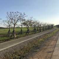 SinghaPark  .. ChiangRai 🌱🌿