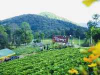 ที่พักวิวหมอกวิวเขา @เชียงใหม่