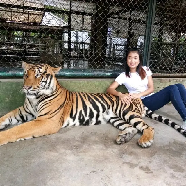 Tiger Kingdom Phuket 🐯🐯