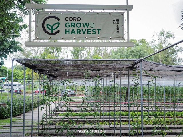 🍃 Coro Field ฟาร์มสไตล์ญี่ปุ่นชื่อดัง ราชบุรี