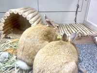 【東京】海の生き物がスッケスケ！「スケボーン展」