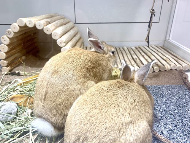 【東京】海の生き物がスッケスケ！「スケボーン展」