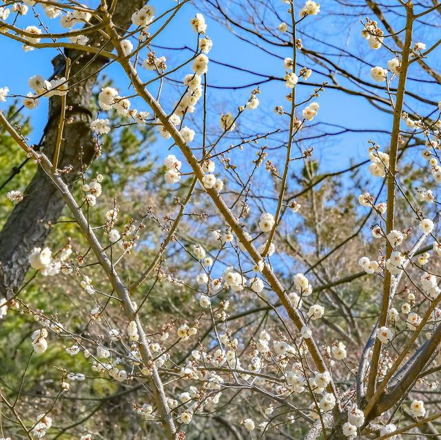 蓮華院と梅の花