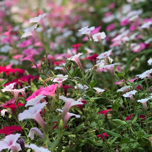 日本🇯🇵名花之里☺️四季如畫