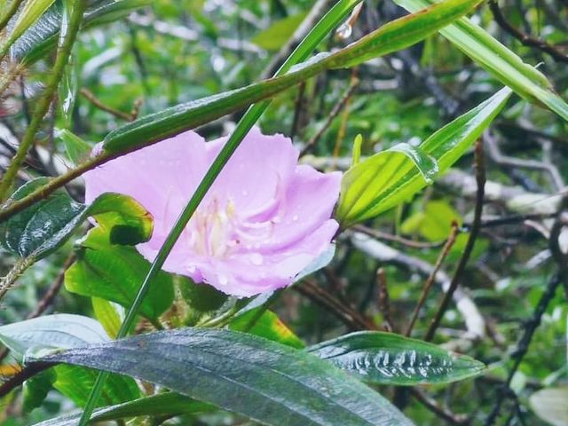 芝麻灣郊遊徑