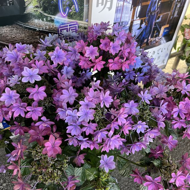 【神奈川】紫陽花を見ながら電車の旅