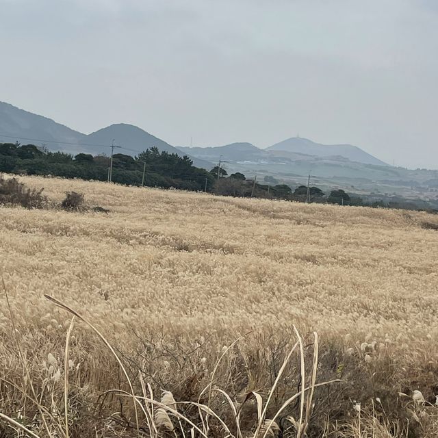 제주 억새군락지 