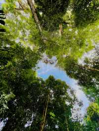 세계 최고의 무료 식물원 Singapore Botanic Gardens