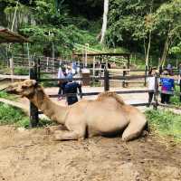 Mini Zoo of Kuala Krai