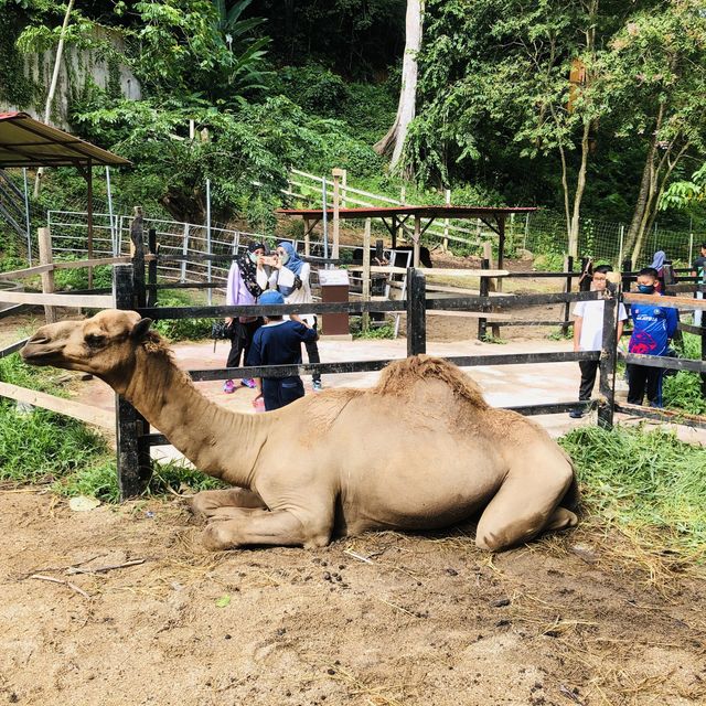 Mini Zoo of Kuala Krai
