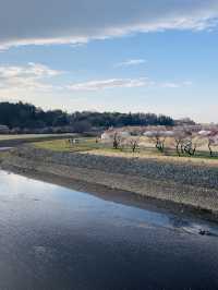 Cherry Blossom in Japan