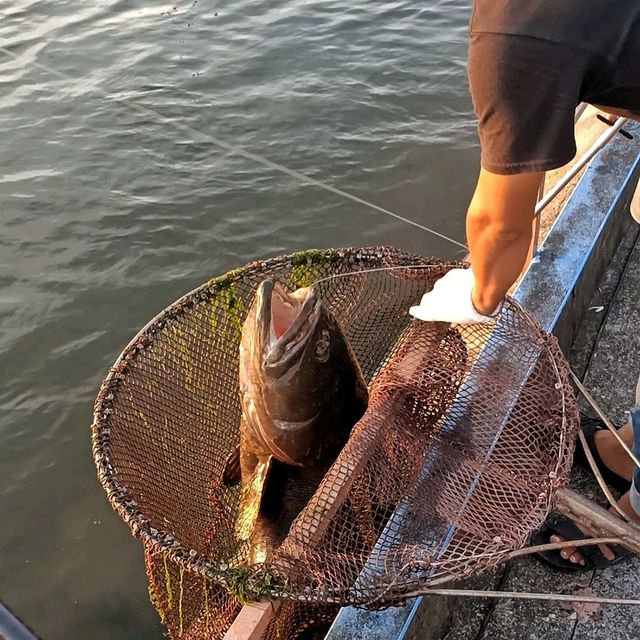 宜蘭三立海釣場 龍膽石斑 超！級！大！隻！