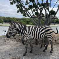 bangkok safari park - animals uncaged